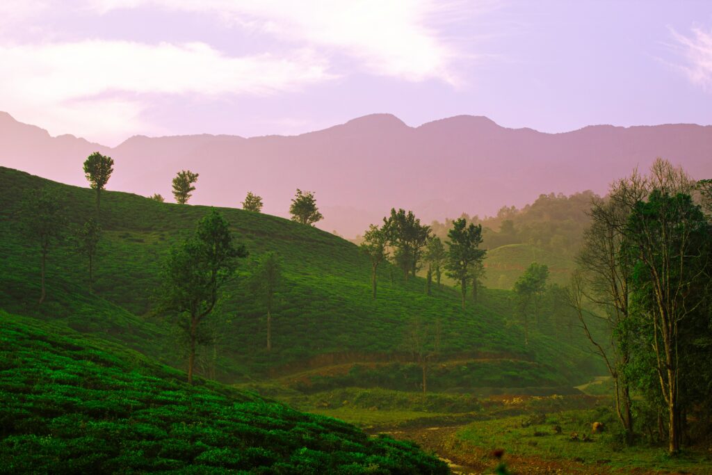 wayanad, kerala