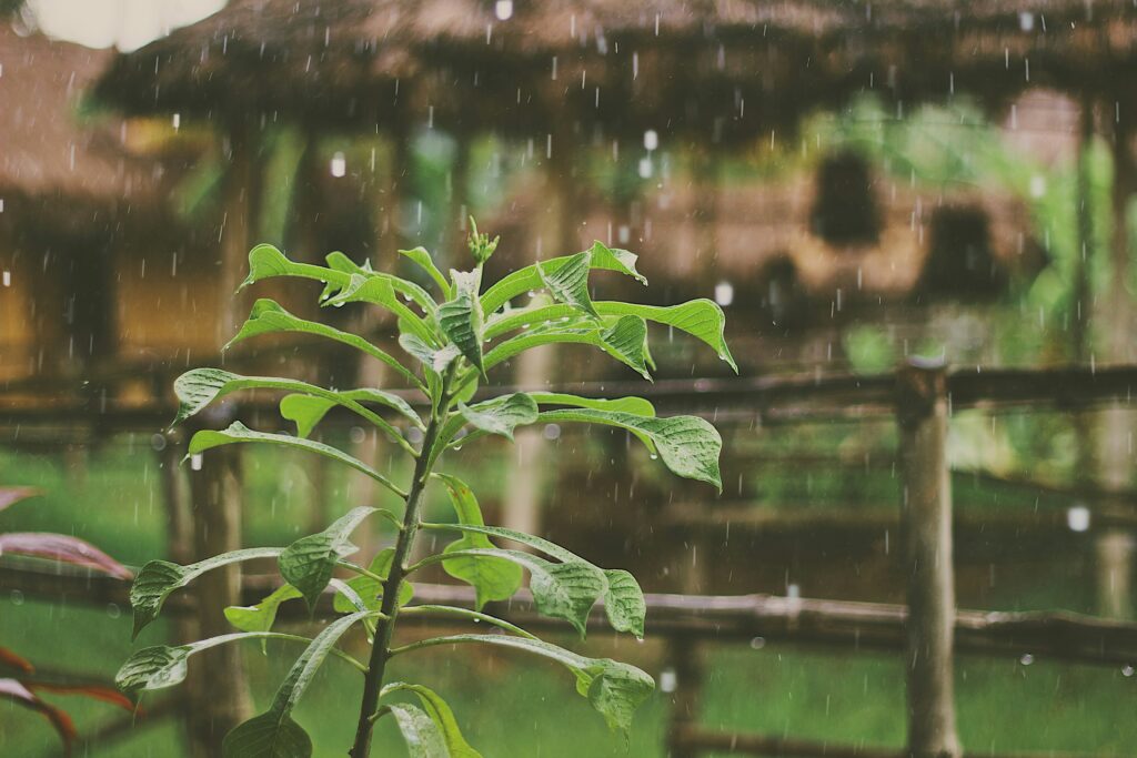 monsoon image